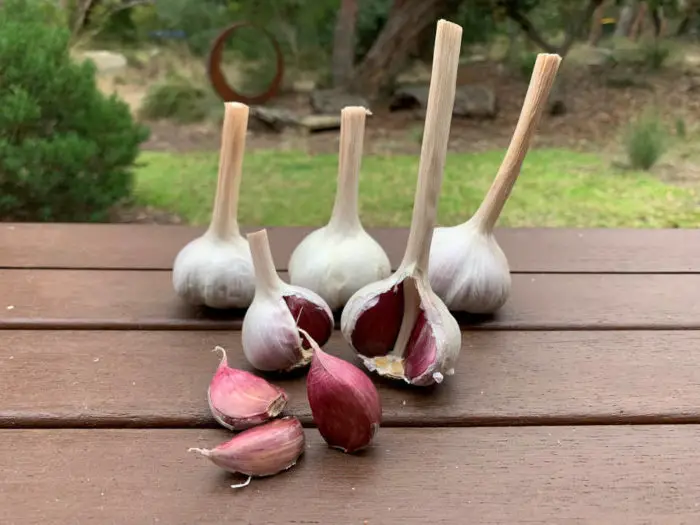 Pink garlic bulbs grown in Victoria