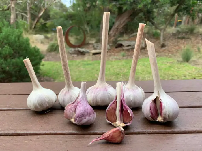 Dunganski garlic variety grown in Victoria