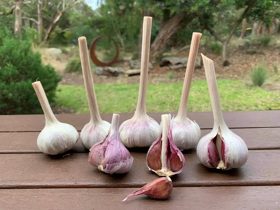 Dunganski garlic variety grown in Victoria