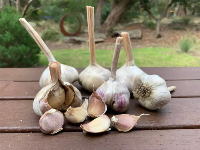 Italian Late garlic bulbs grown in Victoria