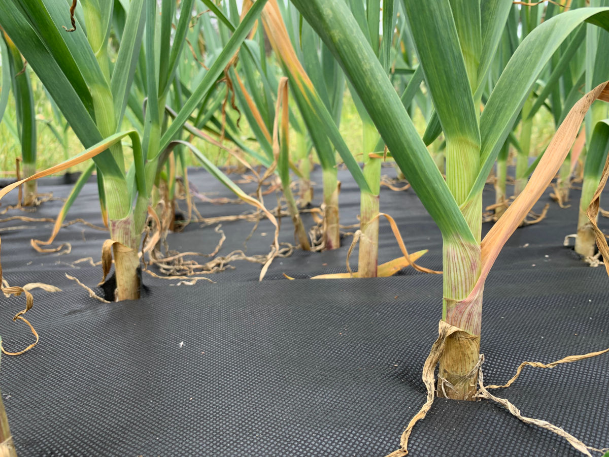 locally grown garlic Victoria