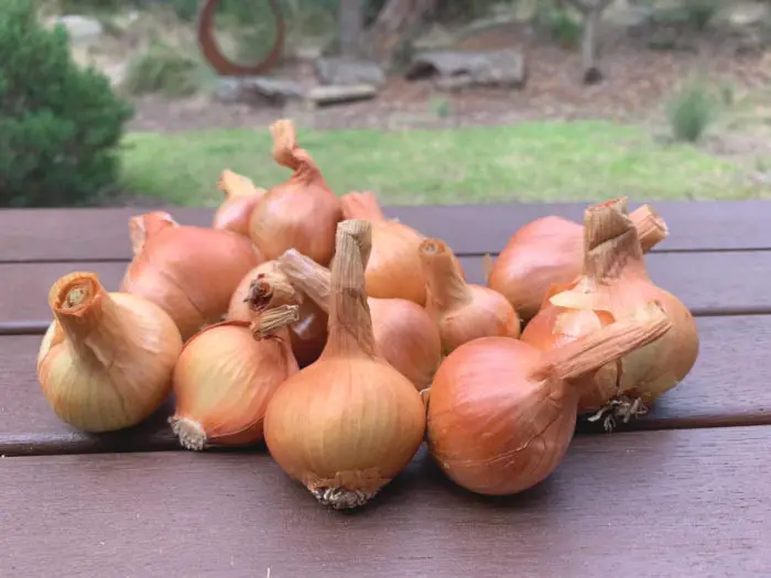 Golden shallots grown in Victoria AU