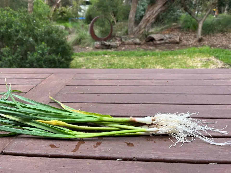 Green garlic grown in Victoria