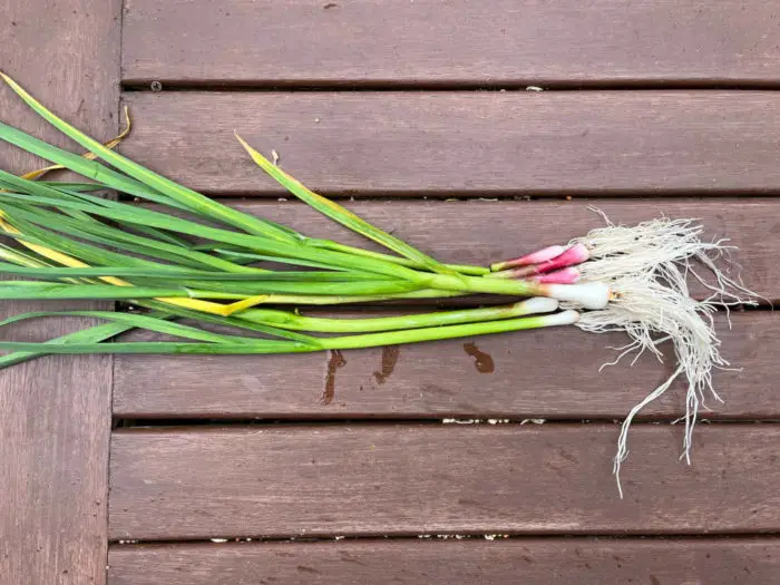 Green garlic stems grown in Victoria