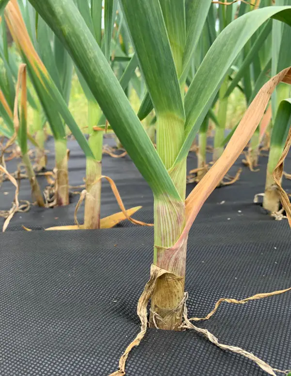 garlic crop close up