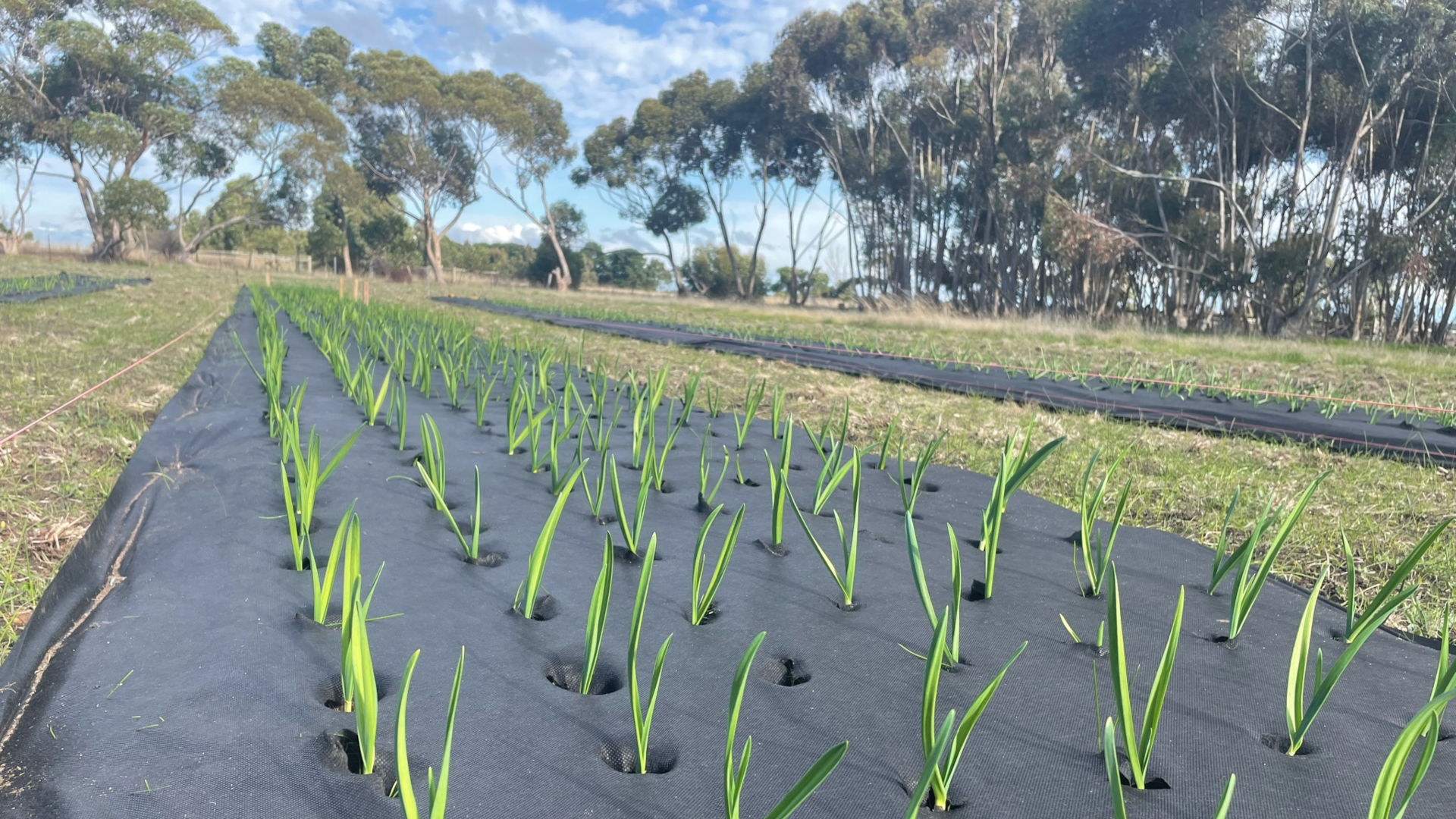 garlic grown naturally with weed matting in Victoria