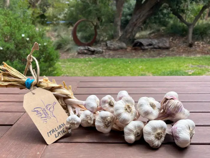 Garlic plaits, Italian late variety