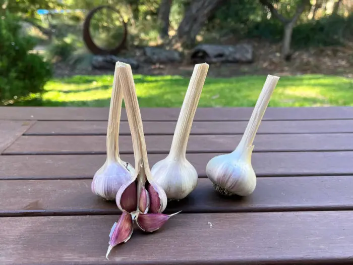 photo of Spanish Roja garlic variety